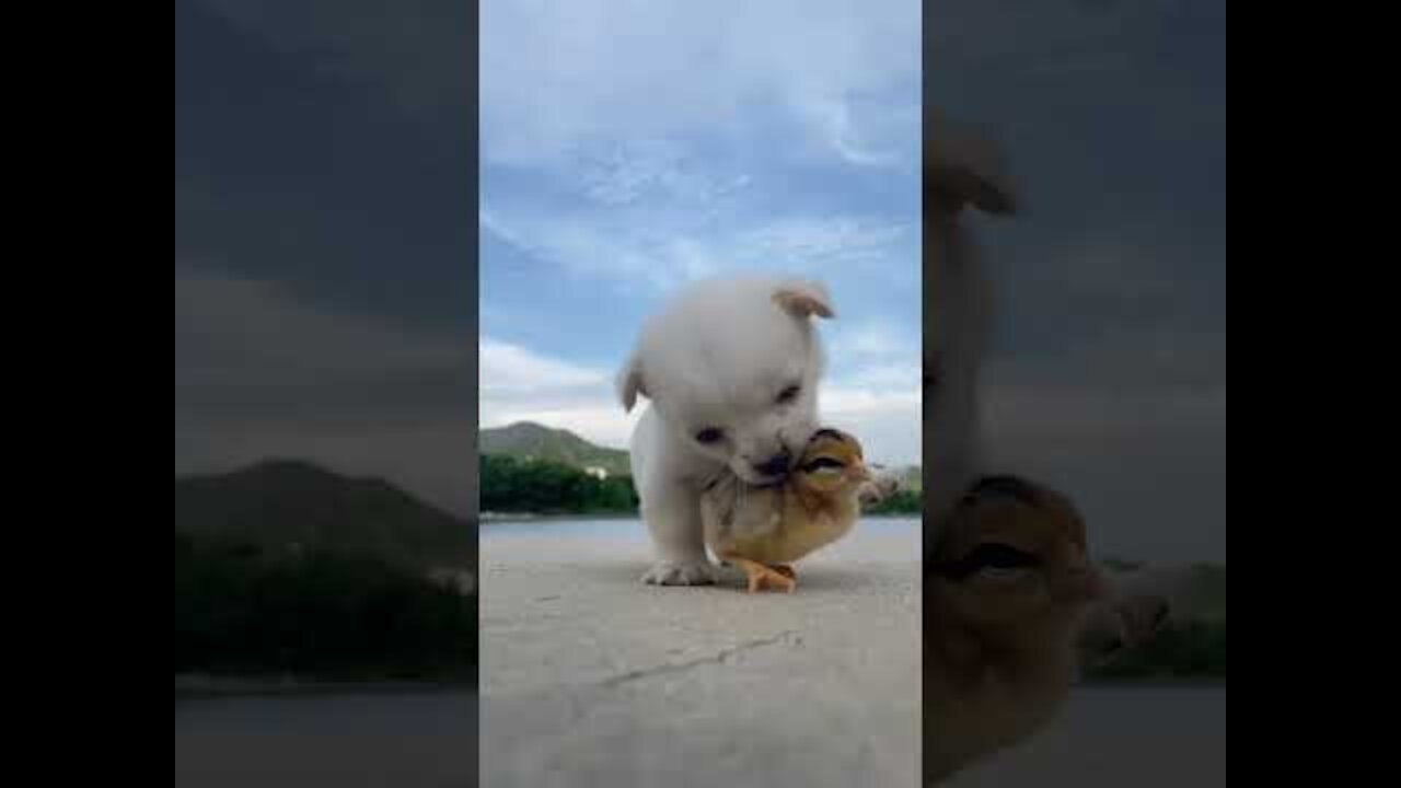 Funny Animal Videos - Awesome Funny Pet Animals | Cute Animals | Super Funny Dog Videos 5