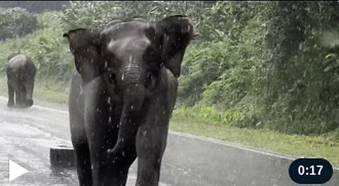 Elephant Charges at Tourist's Car