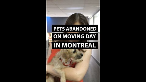 Record Number of Pets Abandoned in Montreal on Moving Day