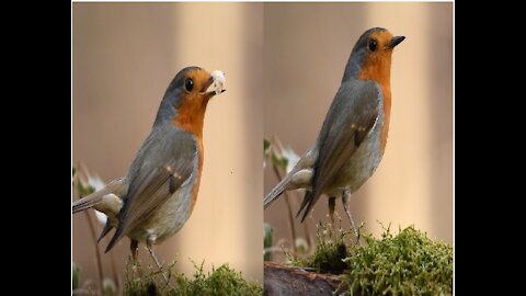 Robin Bird in Forest