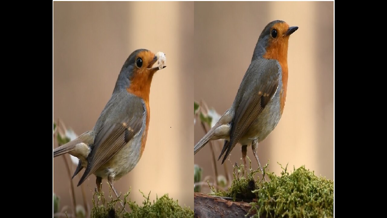 Robin Bird in Forest