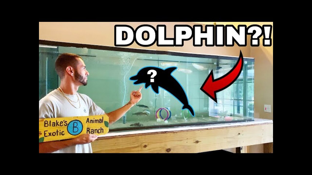 PET BABY DOLPHINS IN FRESHWATER HOME AQUARIUM!!