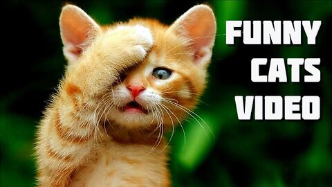 🤣Funny Cat 😺