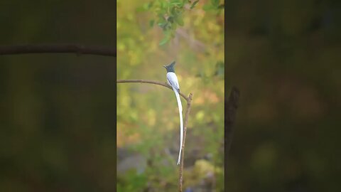 Beautiful ❤️ #youtubeshorts #viral #foryou #islamabad #beautifulnature #@Mixhub596