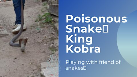 Poisonous Indian Cobra Snake 🐍 Playing With Friend of Snakes