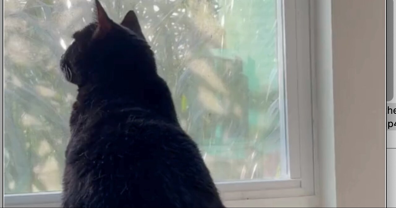 Adopting a Cat from a Shelter Vlog - Cute Precious Piper Enjoys the Beauty from Her Spa #shorts