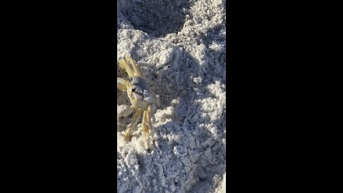 Crab Walks in Paradise 4K