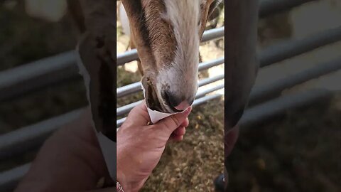 petting zoo Orange Blossom festival