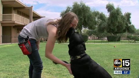 Dog bites young girl on Southwest Flight