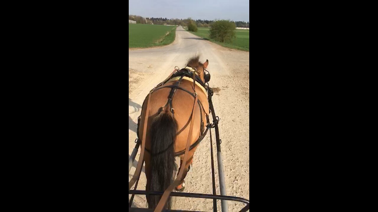 Horse Galopp