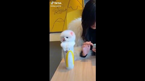 Top cute pet tiktok