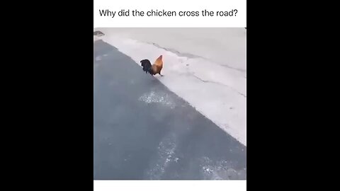 Why this Chicks cross the road