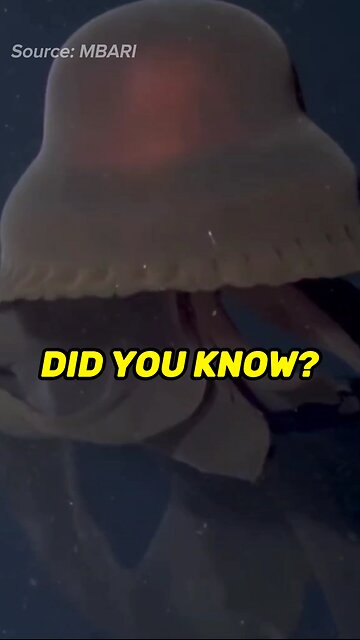 The Phantom Jellyfish