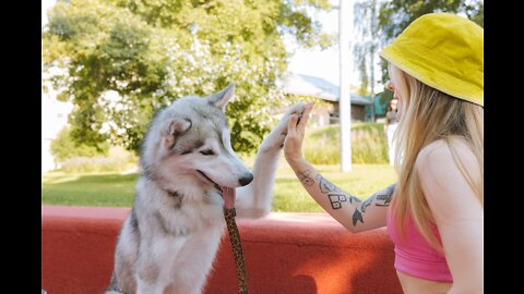 How to to train your dog as train in Dog academy