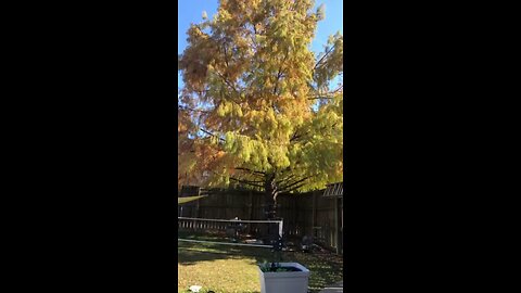 Barking squirrel in my backyard