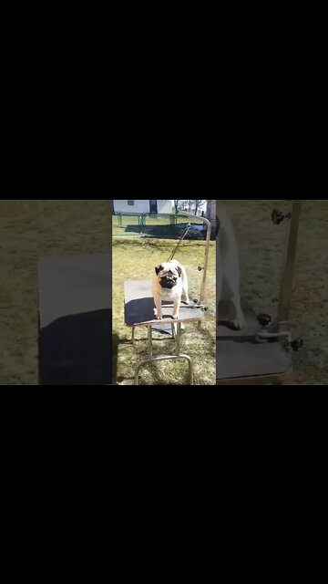 Pug lover see this😍😍😍