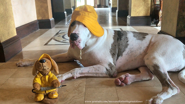 Great Dane hangs out with singing toy dog