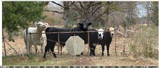 Cows and bull want to go for ride also.