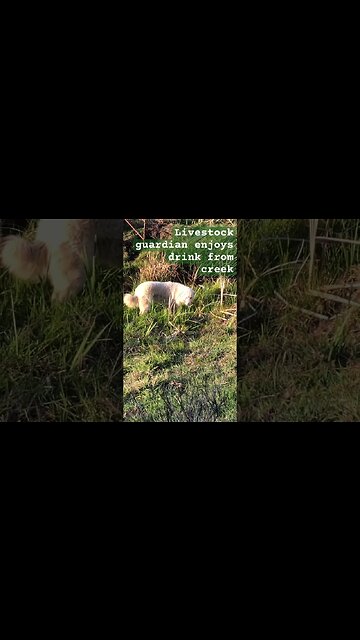 Livestock guardian enjoys drink from creek #maremma #livestockguardiandog