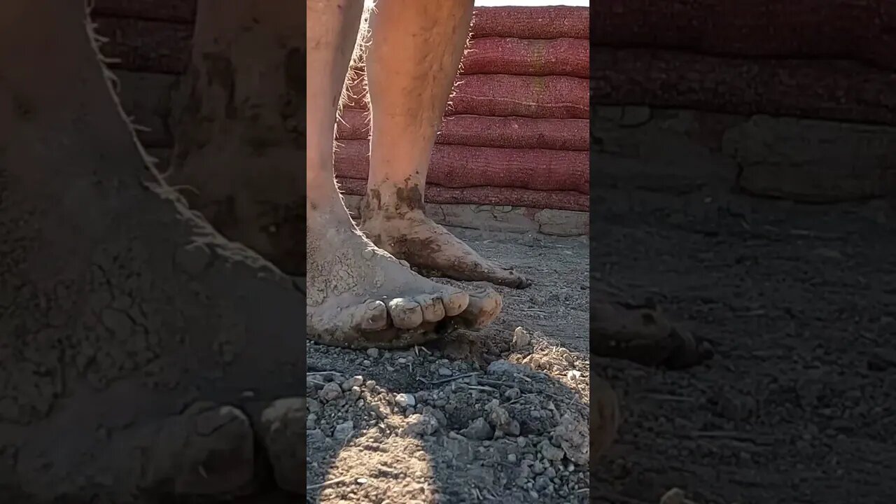 #walking #barefoot around the #homestead in the #desert