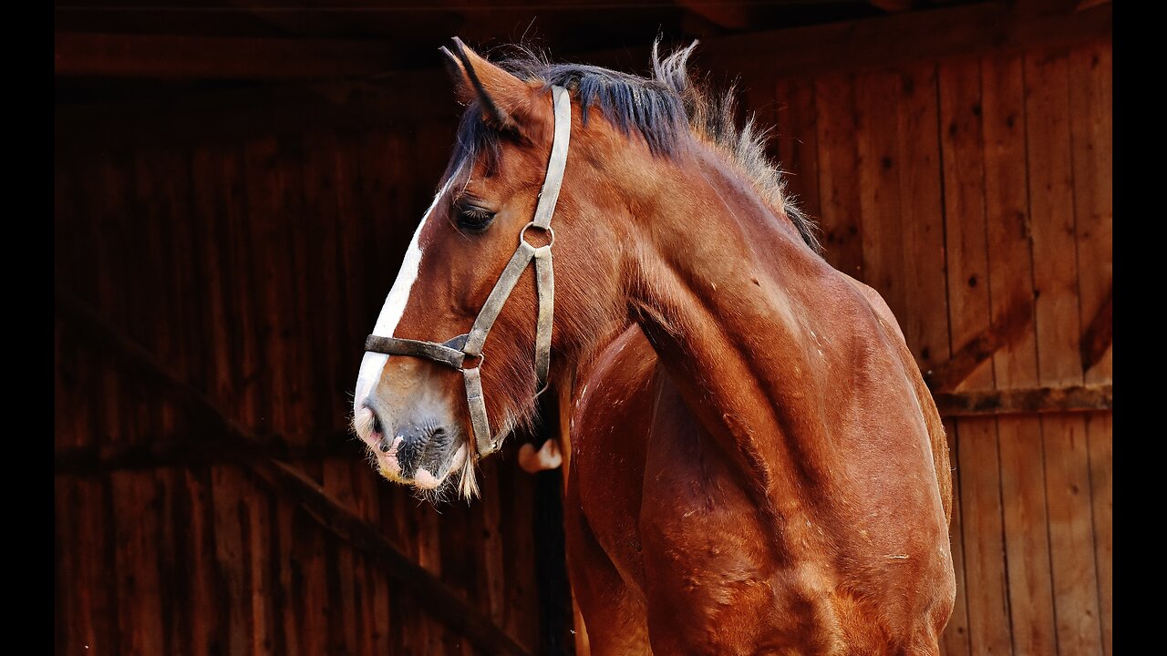 Amazing Horses From Around the World