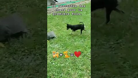 Il rencontre des chats pour la première fois. 🐕+🐈=❤️