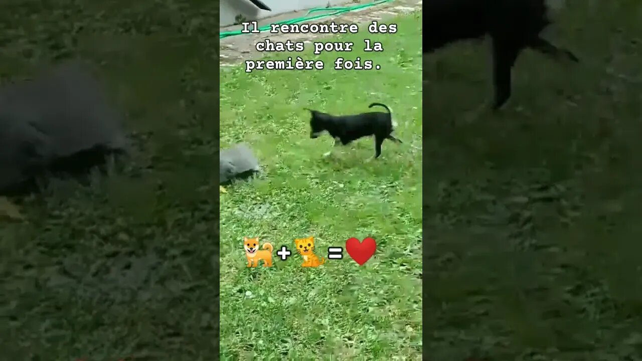 Il rencontre des chats pour la première fois. 🐕+🐈=❤️