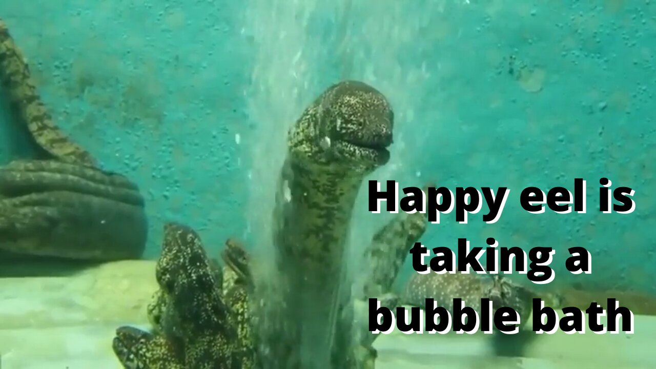 Happy eel takes a bubble bath.