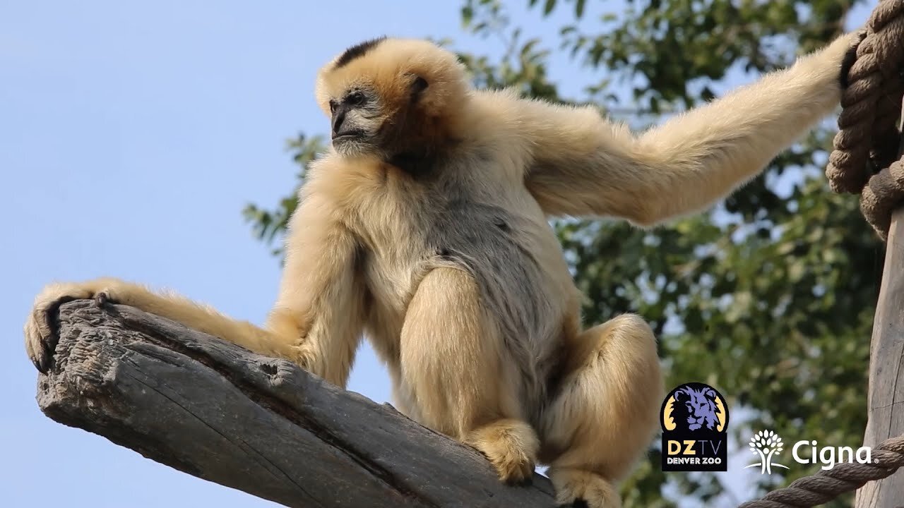 Best Life: How We Care For Everyone's Favorite Gibbon