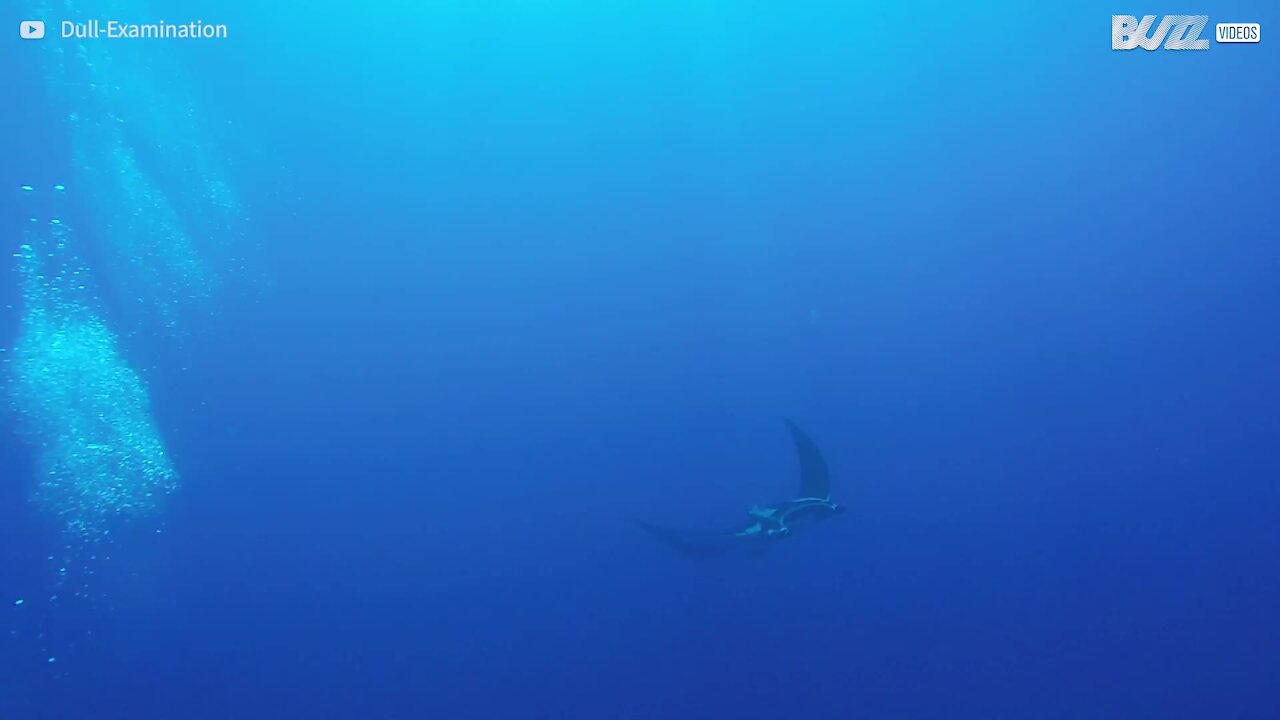 Une raie manta géante, en osmose avec un poisson remora