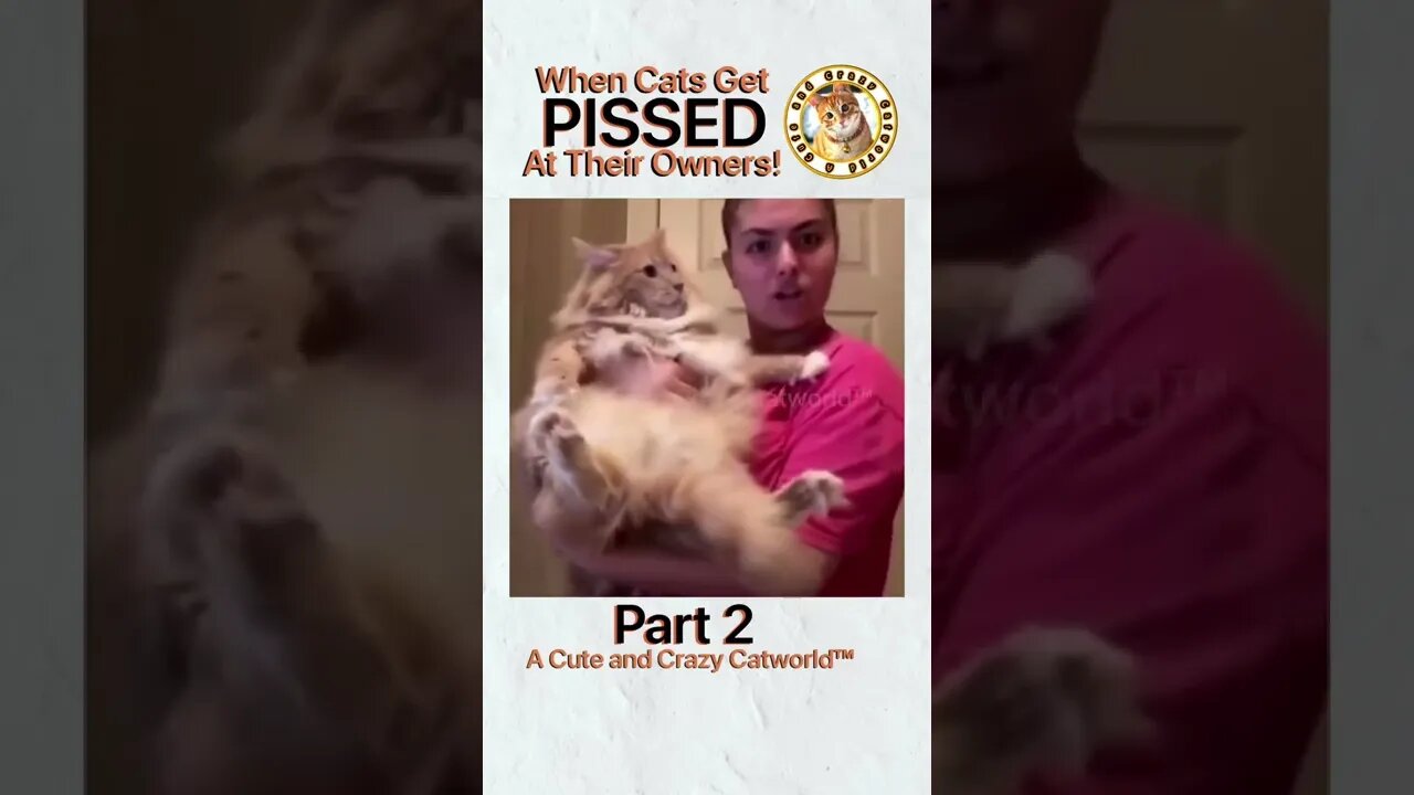 🙀 When Cats Get PISSED At Humans! (Part 2) 🥊🤺