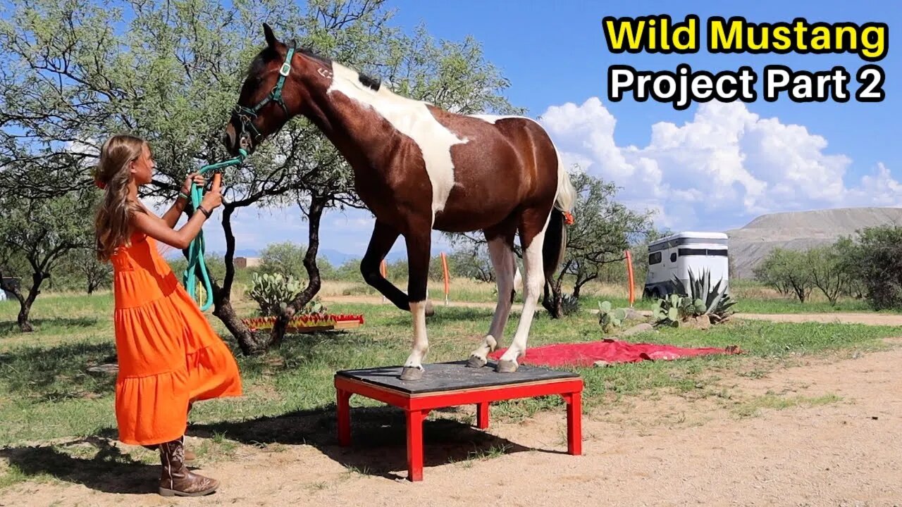 Marleys Wild Mustang Project Pt 2 - Mustang Heritage Youth TIP Challenge