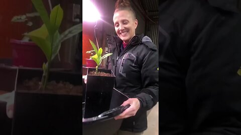 Table to Orchard 🍽️ 🌱🌳#shorts #viral #trending #tiktok #health