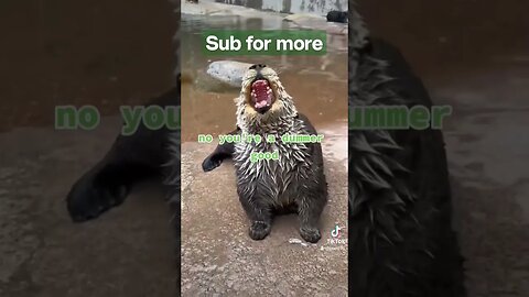 Sea Otter drumming #shorts