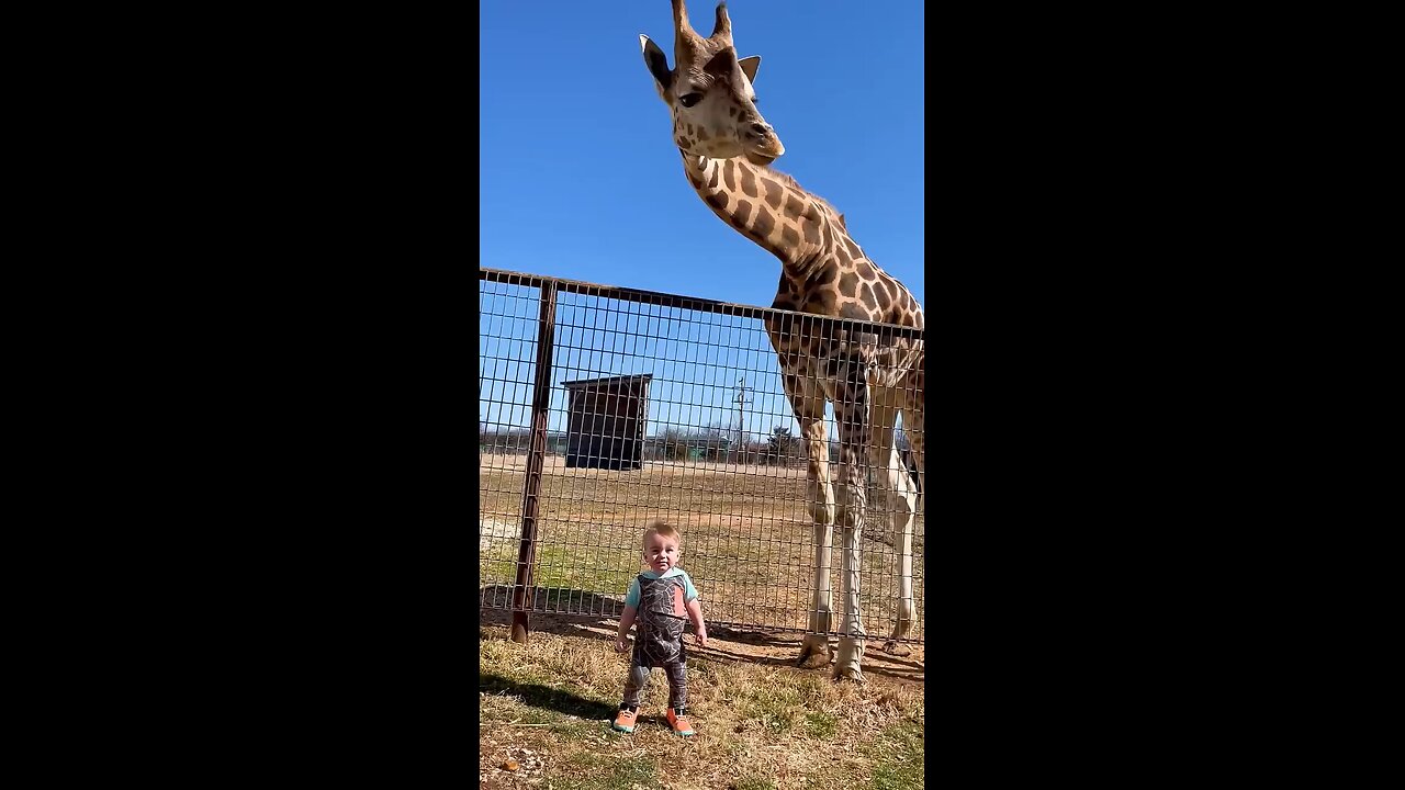 Cute Giraffe gives baby smooch