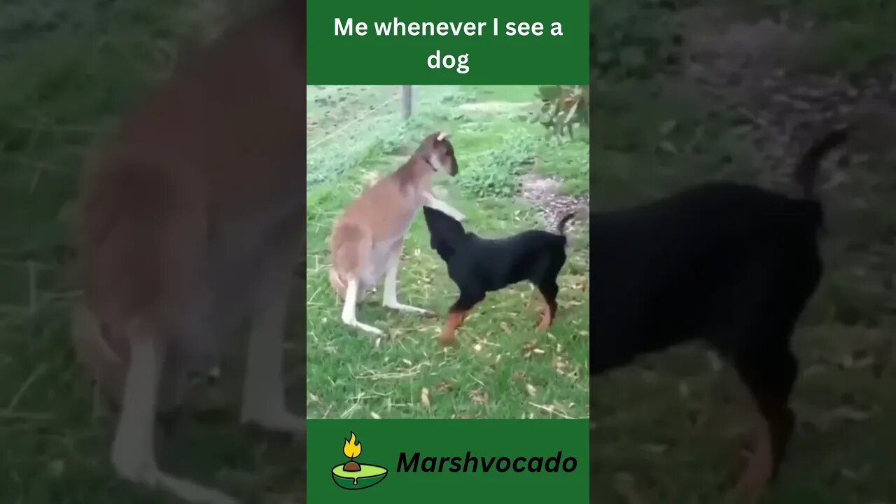 Me whenever I see a dog #shorts #marshvocado #funny #relatable #dog #dogsoftiktok #fyp #cute #trend