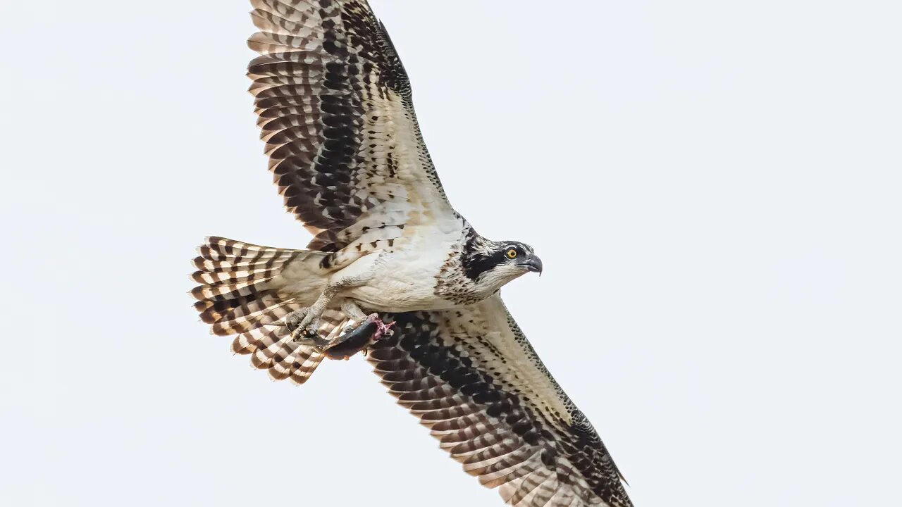 Osprey with Headless Fish, Sony A1/Sony Alpha1, 4k