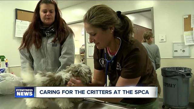 Looking after creatures large and small at the SPCA