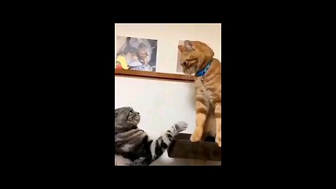 cute cats funny fighting amazing
