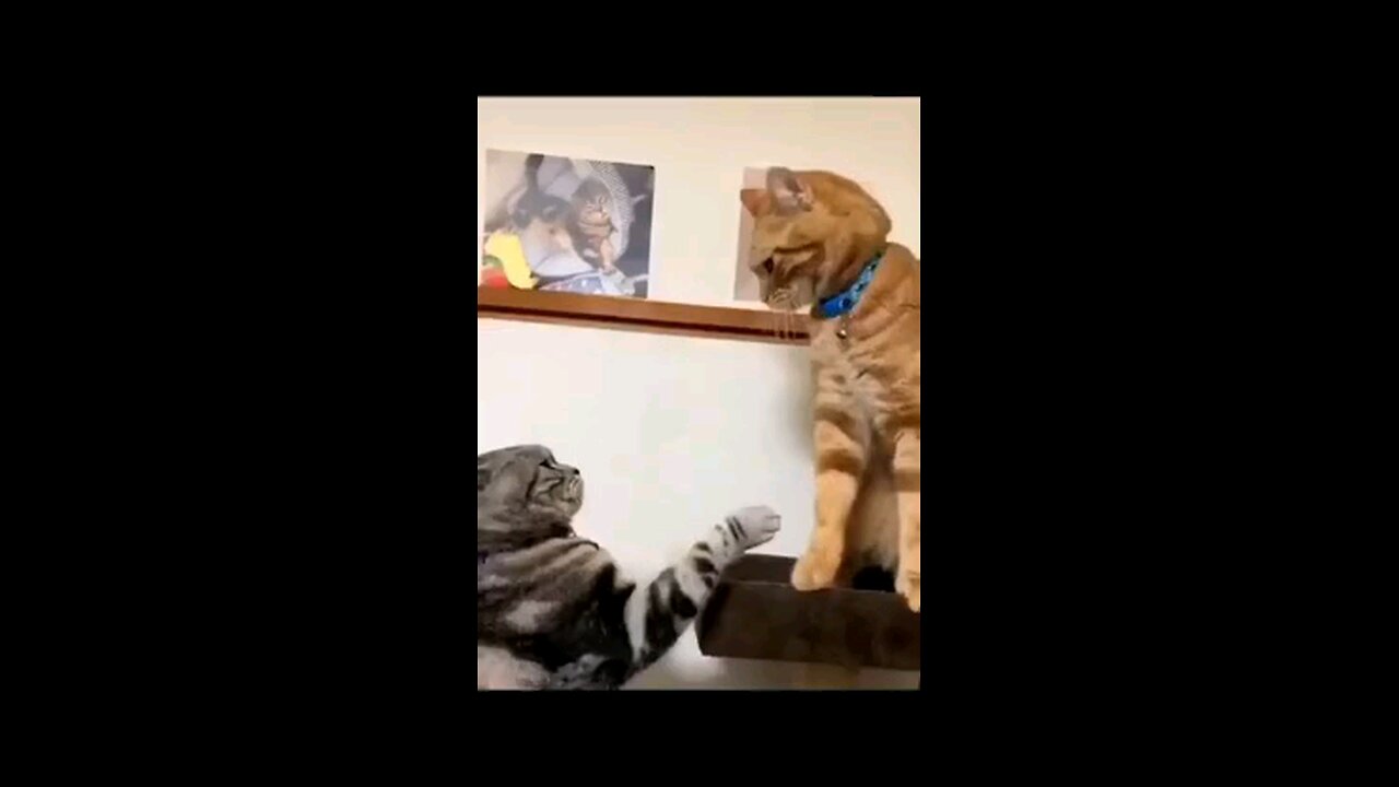 cute cats funny fighting amazing