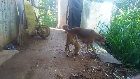 Dogs Baby mmmmm