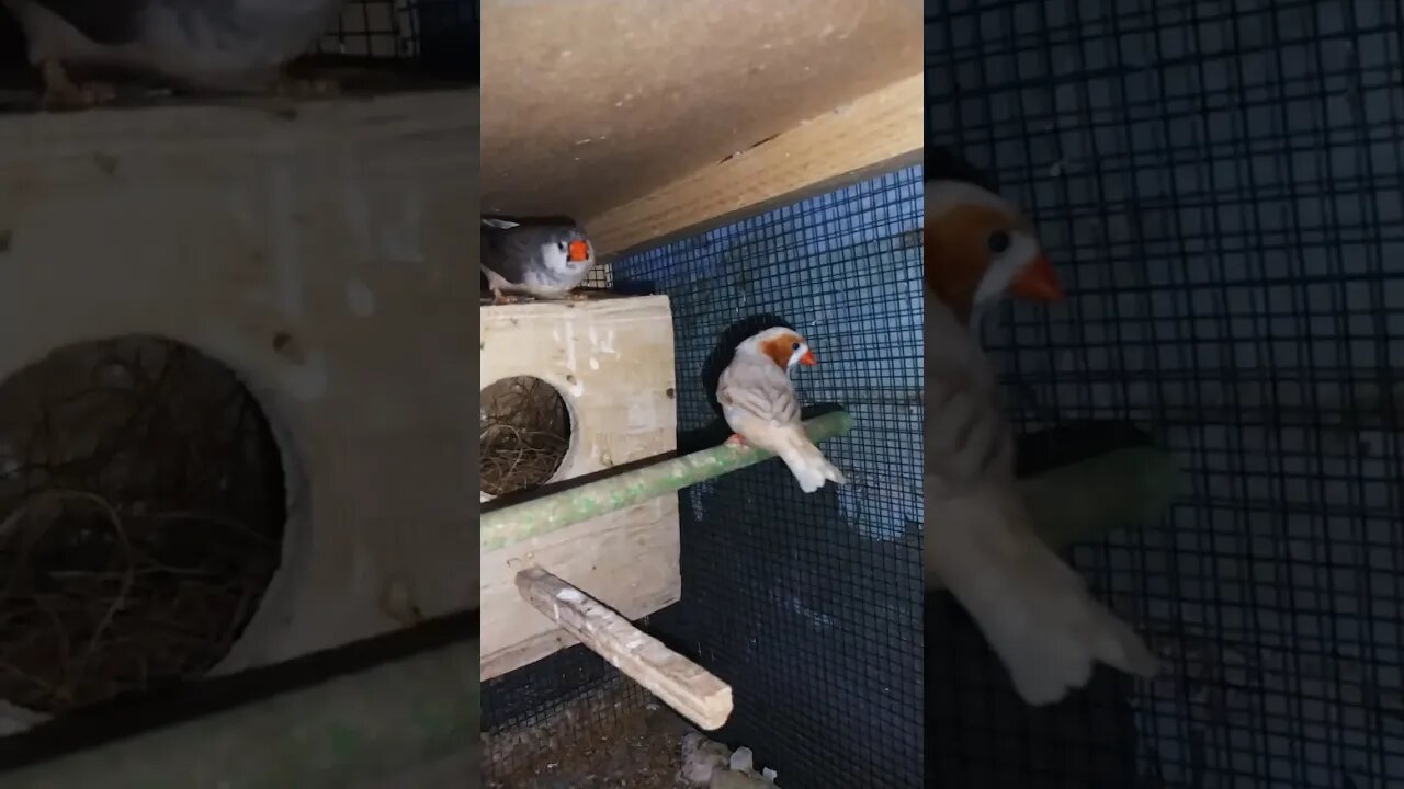 Mutation finches at SNS exotic finches #shorts #youtubeshorts #birdslover