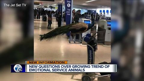 New questions over growing trend of emotional service animals