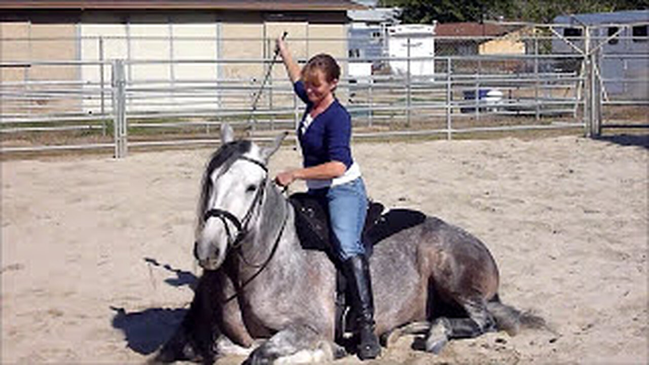 Tricks to Teach your Horse