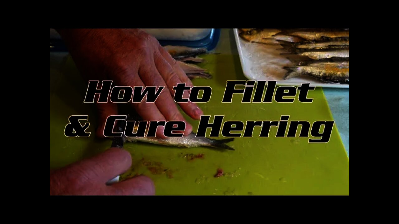 How to Fillet & Cure Herring