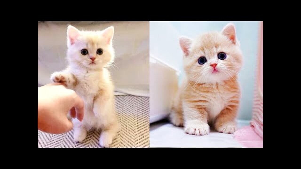 Baby Cats - Cute and Funny Cat Videos Compilation | Aww Animals