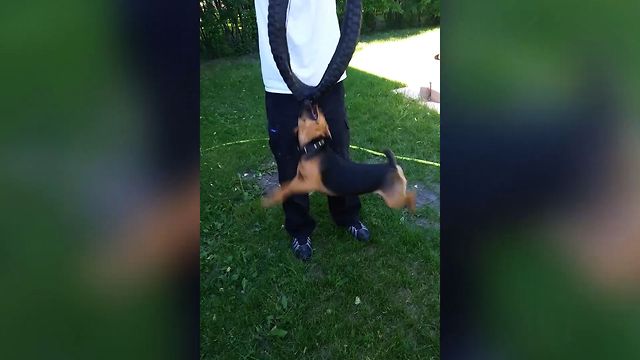 Puppy Playtime Takes A Spin