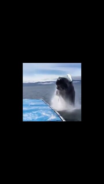 Anti-Loosh Video Number 19. LOOSH is real and bad. Explained below and watch the video!