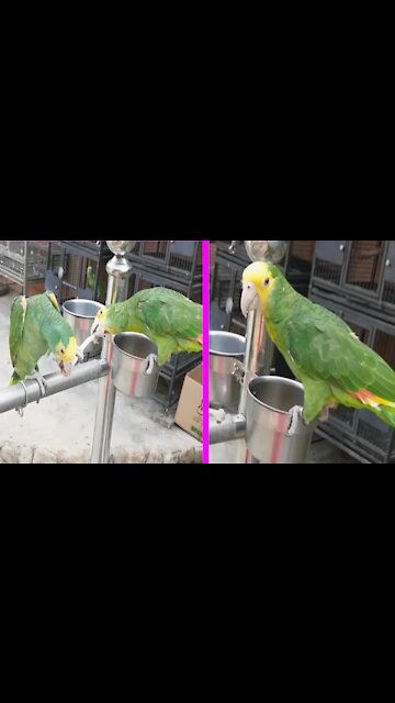 birds fighting over bones