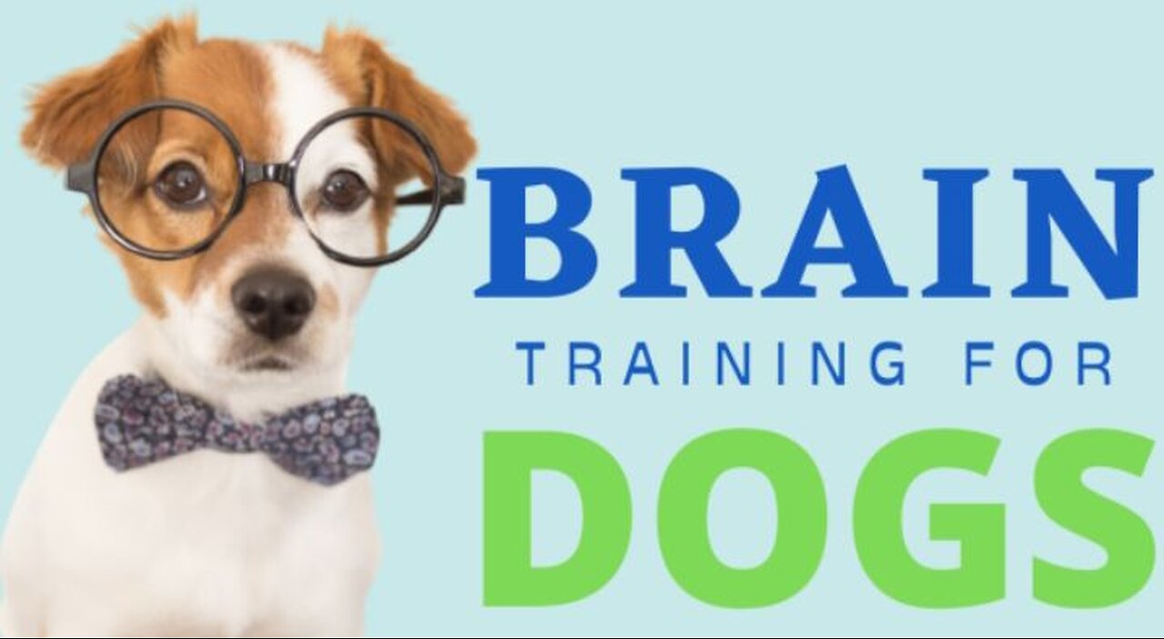 Brain Training for Dogs: Is It Worth It? Full Review!